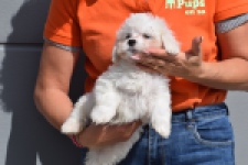 Bichon Havanais (reu) 36228