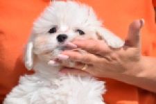 Bichon Havanais (reu) 36228