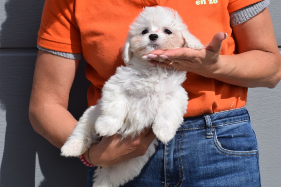Bichon Havanais (reu) 36228