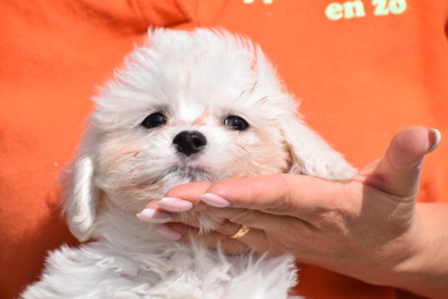 Bichon Havanais (reu) 36228