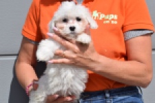 Bichon Havanais (reu) 36228