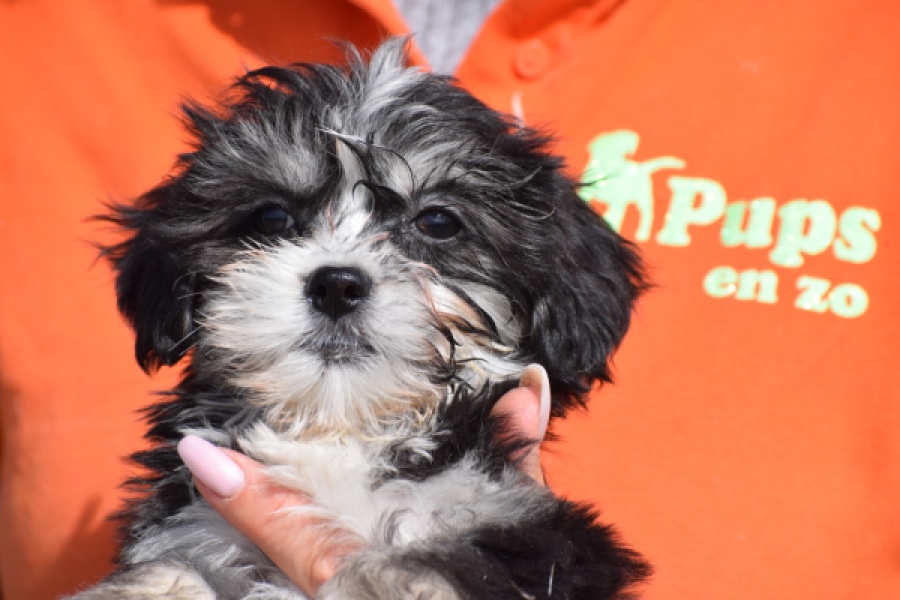 Havanezer (teef) 36239