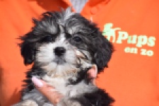 Havanezer (teef) 36239