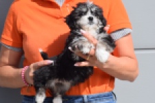 Havanezer (teef) 36239