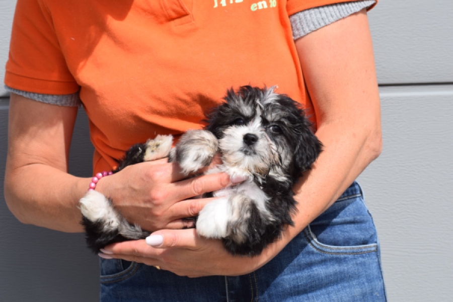 Havanezer (teef) 36239