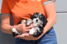 Havanezer (teef) 36239