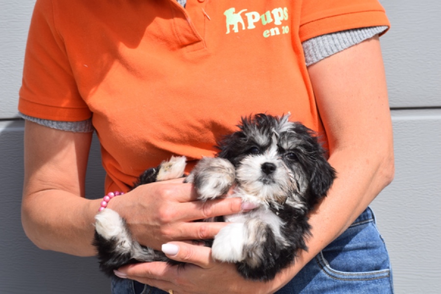 Havanezer (teef) 36239