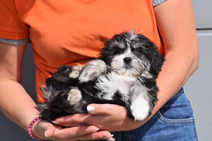 Havanezer (teef) 36239