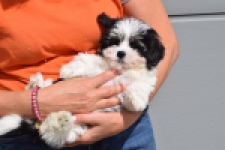 Havanezer (teef) 36227