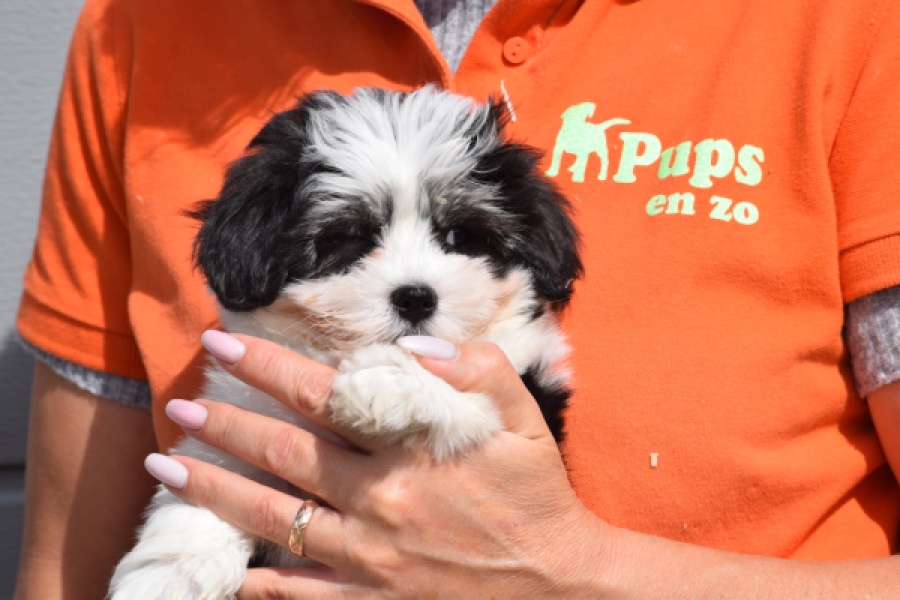 Havanezer (teef) 36227