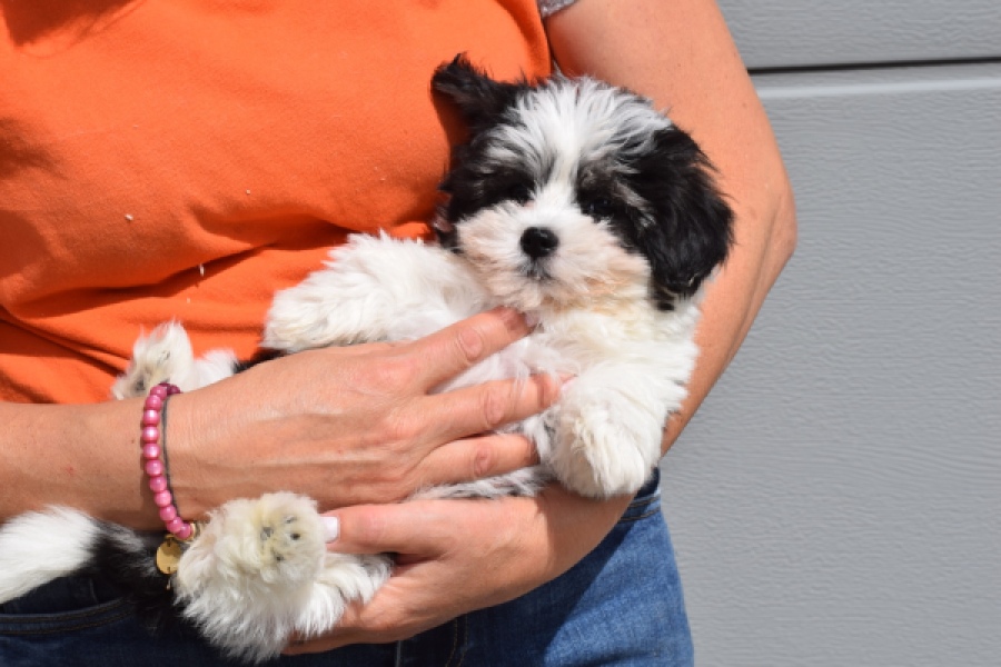 Havanezer (teef) 36227