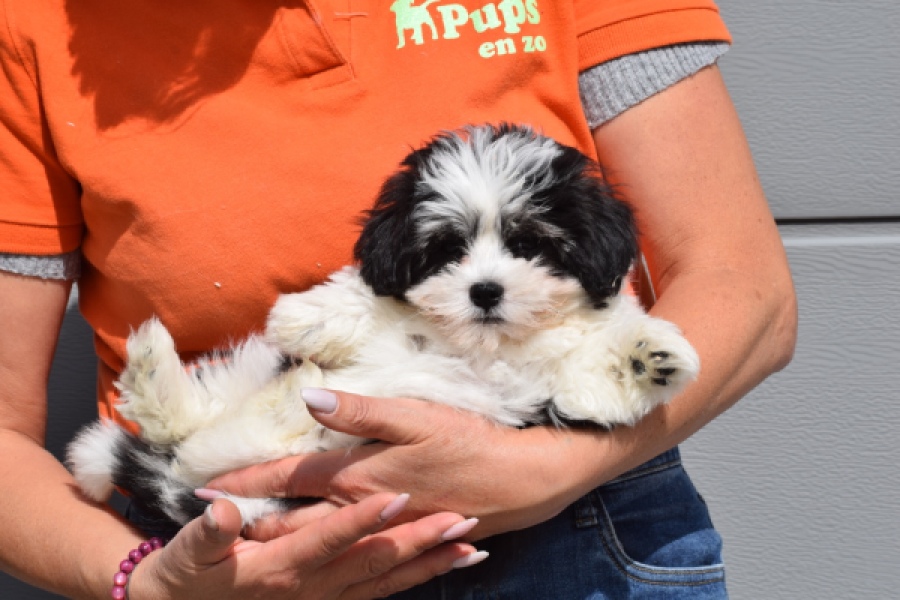 Havanezer (teef) 36227