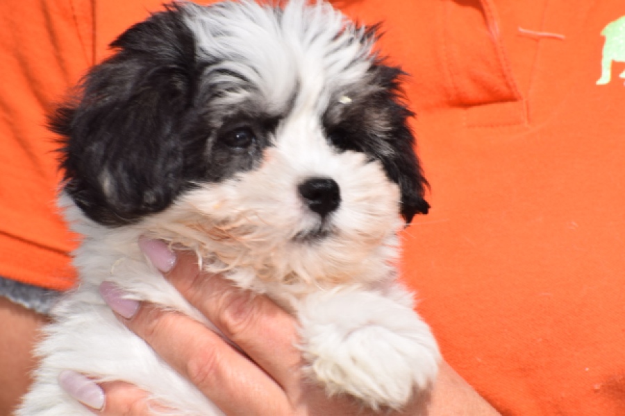 Havanezer (teef) 36227