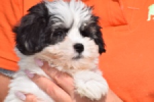 Havanezer (teef) 36227