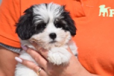 Havanezer (teef) 36227