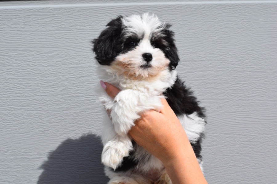 Havanezer (teef) 36227