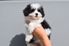 Havanezer (teef) 36227