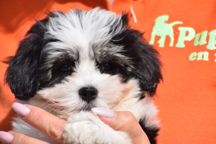 Havanezer (teef) 36227