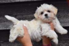 Havanezer (teef) 36225