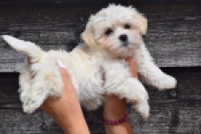 Havanezer (teef) 36225