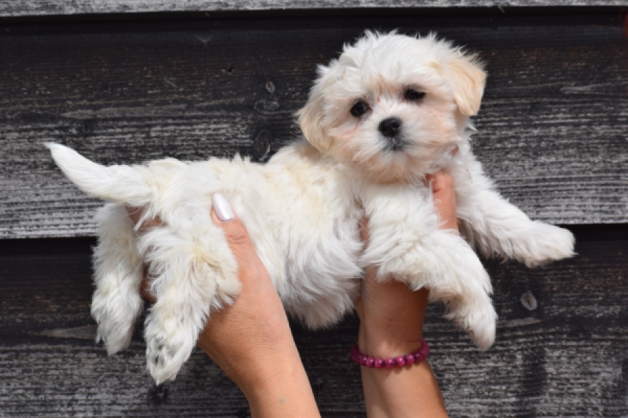 Havanezer (teef) 36225