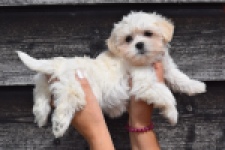 Havanezer (teef) 36225