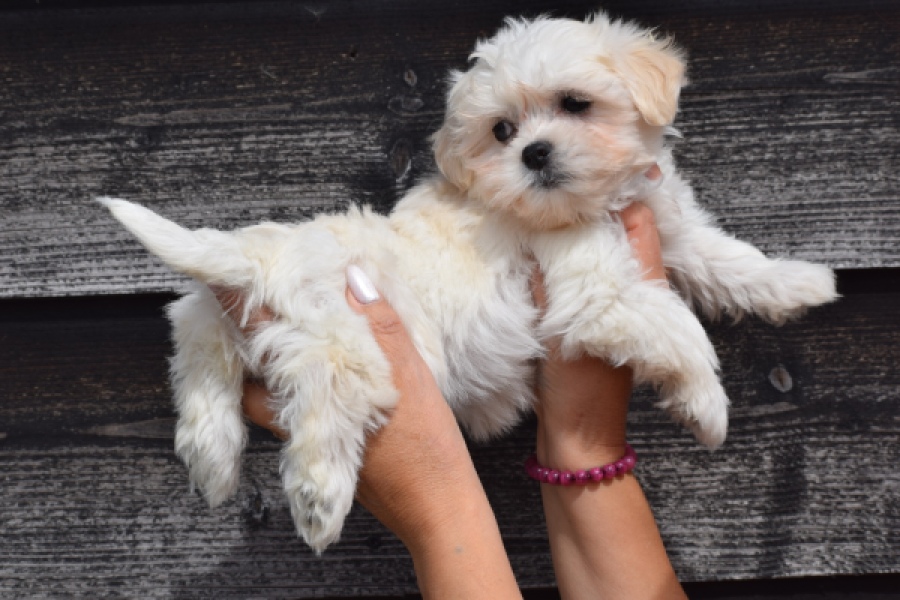 Havanezer (teef) 36225