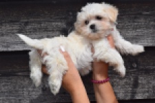 Havanezer (teef) 36225