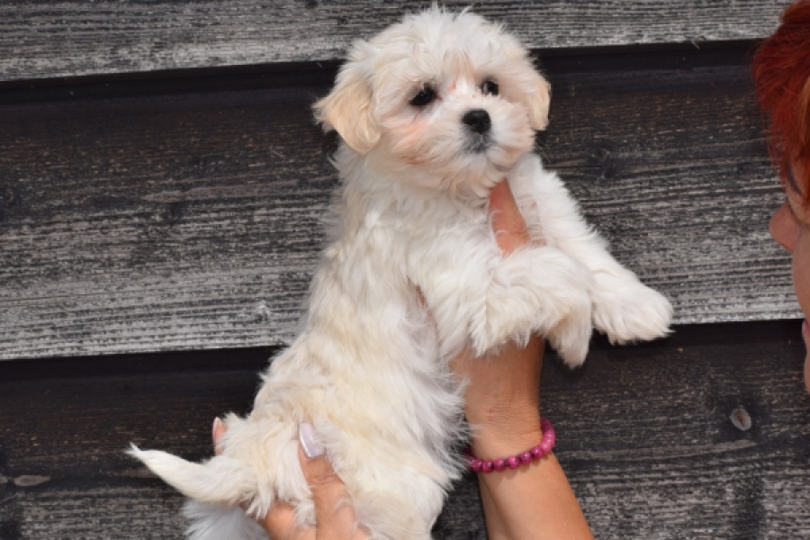 Havanezer (teef) 36225