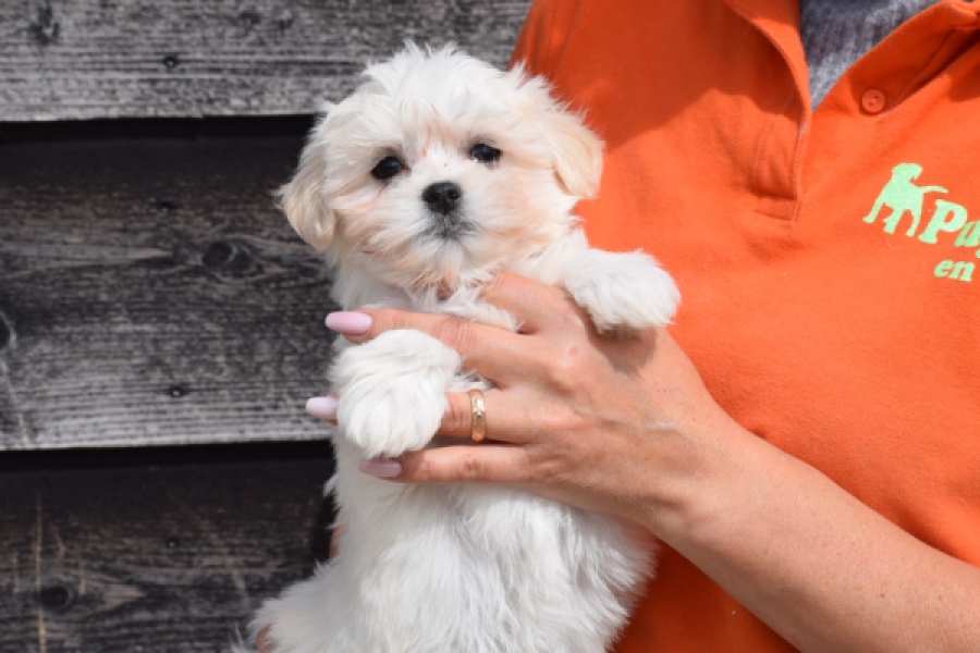 Havanezer (teef) 36225