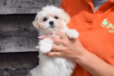 Havanezer (teef) 36225