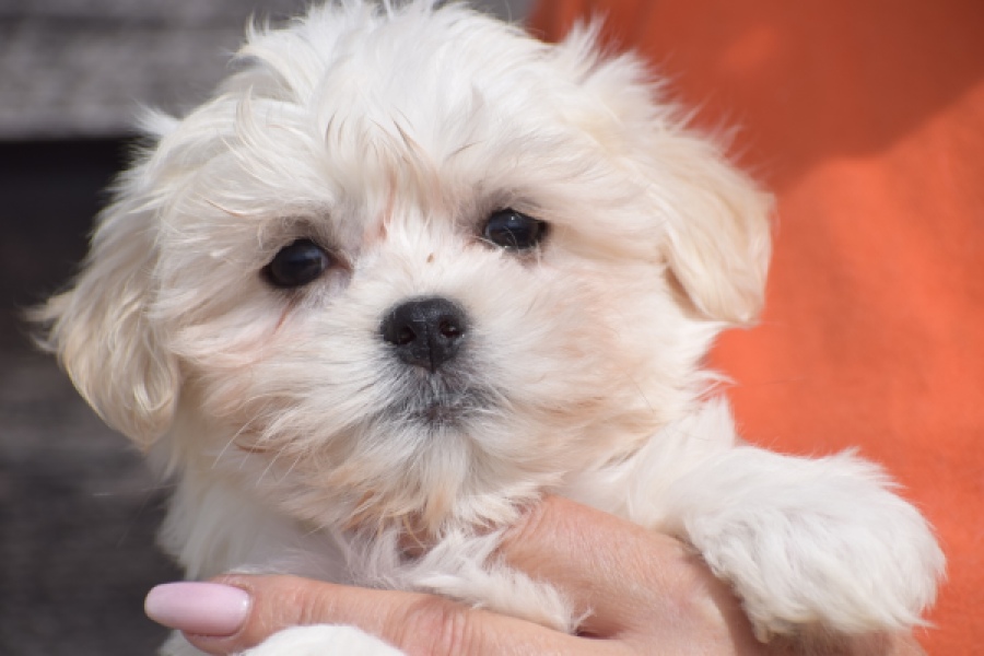 Havanezer (teef) 36225