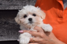 Havanezer (teef) 36225