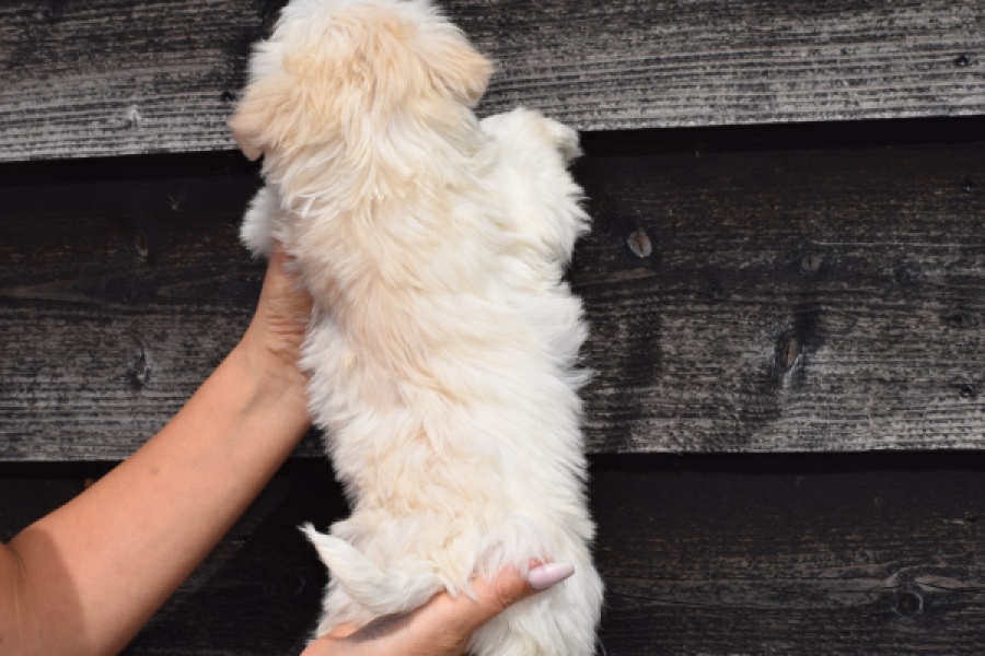 Havanezer (teef) 36225