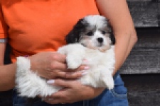 Havanezer (teef) 36226