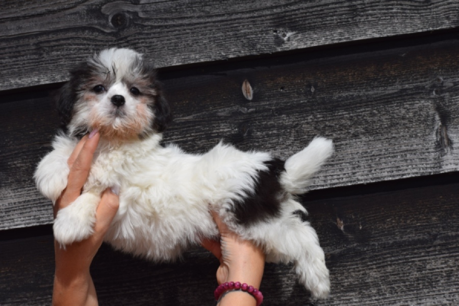 Havanezer (teef) 36226