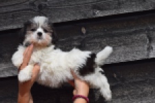 Havanezer (teef) 36226