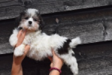 Havanezer (teef) 36226