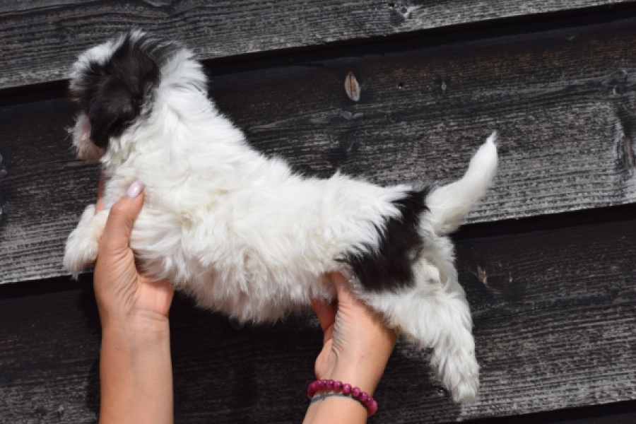 Havanezer (teef) 36226