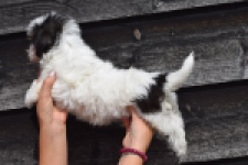 Havanezer (teef) 36226