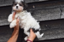 Havanezer (teef) 36226