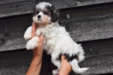 Havanezer (teef) 36226