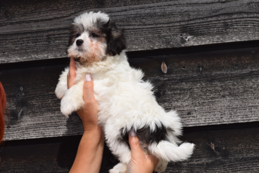 Havanezer (teef) 36226