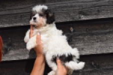 Havanezer (teef) 36226