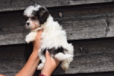 Havanezer (teef) 36226