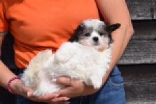 Havanezer (teef) 36226