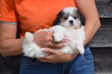 Havanezer (teef) 36226