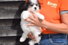 Havanezer (teef) 36226