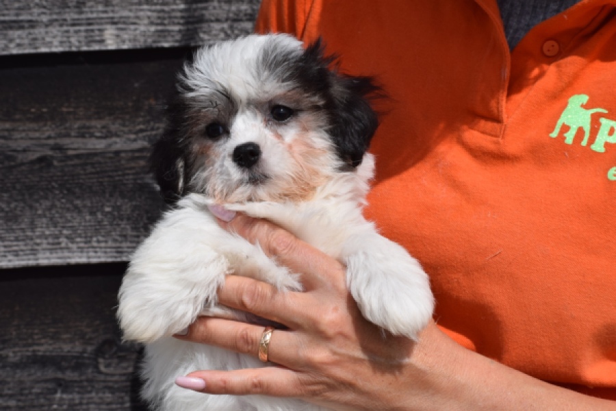 Havanezer (teef) 36226