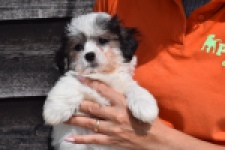 Havanezer (teef) 36226